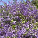 Petrea Volubilis