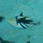 Picasso-Drückerfisch