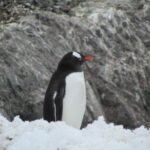 Pinguin in der Antarktis