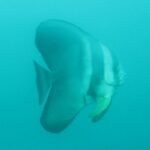 Platax bei unserem Wrack