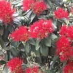 Pohutukawa oder Christmas Tree