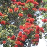 Pohutukawa Tree in voller Blüte
