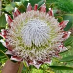 Protea in voller Blüte