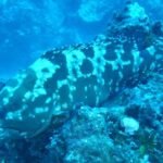 relaxter Zackenbarsch