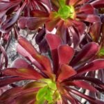 Rosendickblatt (Aeonium arboreum)
