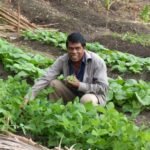 Salen pflückt Bohnen für uns