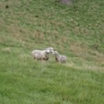 Schafe sind auch dort