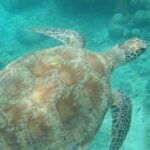 Schildkröte bei Ilot Signal