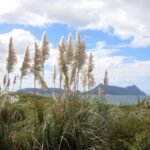 Schilfgras mit Mount Lion im Hintergrund