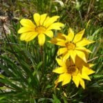 schöne gelbe Blümchen