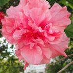 schöne Hisbiscus-Blüte