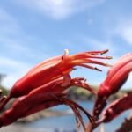 schöne rote Blüten