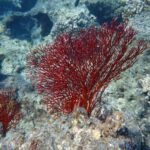 schöne Unterwasserwelt