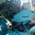 Schwarz-Weiß-Süßlippe