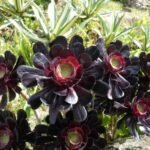 schwarzes Rosetten-Dickblatt