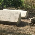Schwein auf Friedhof