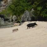 Schweine am Strand