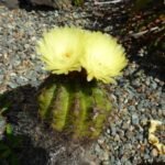 Schwiegermutterstuhl oder Goldkugelkaktus