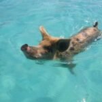 schwimmendes Schwein