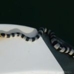 Seeschlange erobert Belena