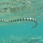 Seeschlange im Wasser