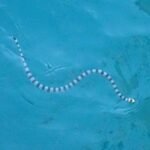 Seeschlange im Wasser