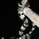 Seeschlange verläßt Belena