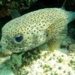 seinen Verwandten, den Igelfisch