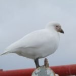 Snowy Sheathbill