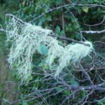 sogenannter Old Man's Beard