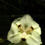 sowas blüht auf dem Bootsgelände