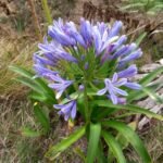 spät blühende Agapanthus