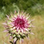 stachelige Schönheit