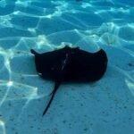 Stachelrochen liegen gerne auf dem Sand