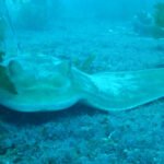 Stingray am Wrack