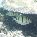 Sträflings-Doktorfische