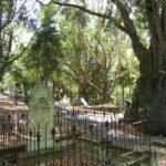 Symonds Street Cemetery