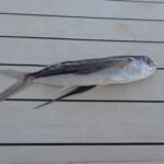 toter fliegender Fisch