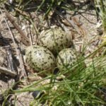 um seine Eier zu schützen