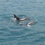 und Delfine schwimmen ums Boot