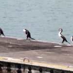 und die Kormorane leisten uns Gesellschaft