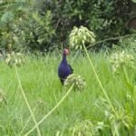 und einem Pukeko
