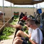 und hier werden Kumara gepflanzt