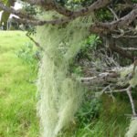 und noch ein alter Männerbart