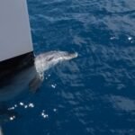 und reiben sich am Rumpf