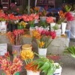 und schöne Blumen gibt es auch