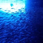 unglaublicher Fischreichtum