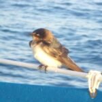 unser zeitweiliger Begleiter