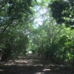 unterwegs auf Tongas Straßen