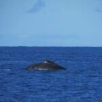 Wale kommen auch vorbei